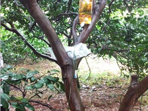 果樹“打點滴”吃上“營養(yǎng)餐”
