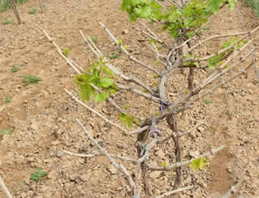 一年之計在于春，葡萄春季管理有技巧