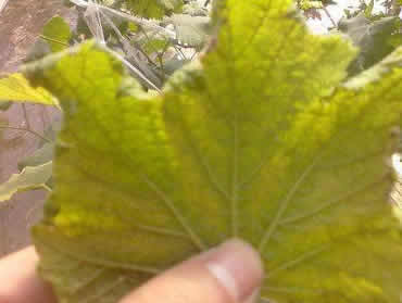 掌握這幾點(diǎn)，徹底告別葡萄黃葉病