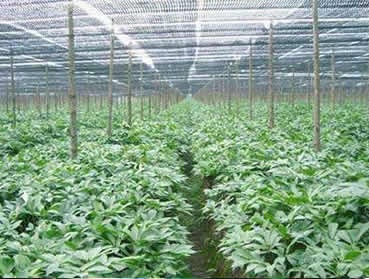 三七增產(chǎn)膨大技術(shù)大揭秘