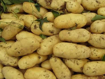 權(quán)威專家：土豆高產(chǎn)的六大要點(diǎn)