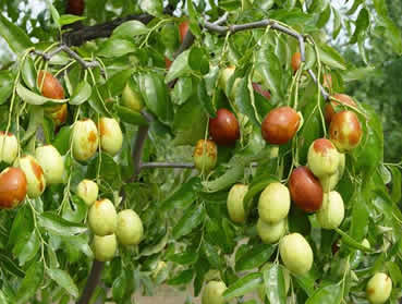 果樹微量元素怎么補(bǔ)？