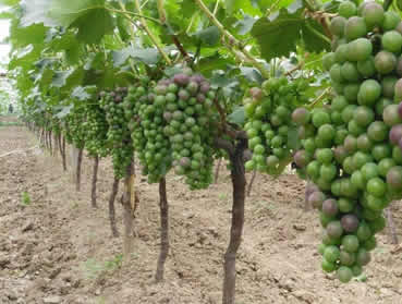 淺談葡萄種植技術中最關鍵的幾個問題