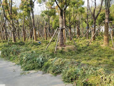 園林綠化樹木移栽成活率低怎么辦？