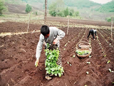 蔬菜種植知識(shí)講座-澳邦公司技術(shù)部
