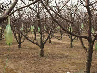 果樹(shù)“輸液”治病增產(chǎn)口感好，還能賣個(gè)好價(jià)錢