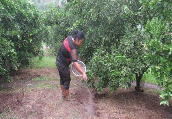 沙糖桔怎么施肥？沙糖桔的施肥方法