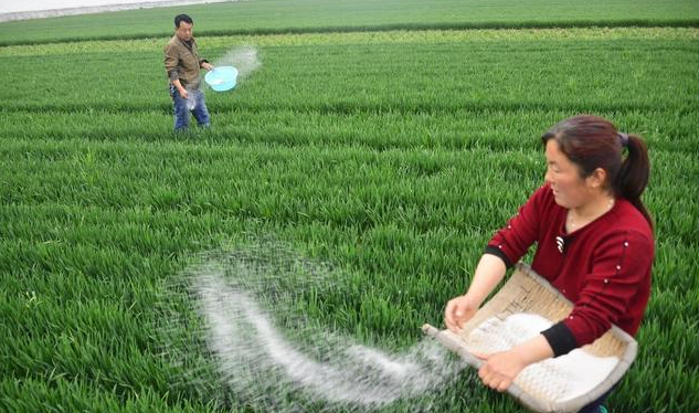 冬小麥應(yīng)該如何施肥？