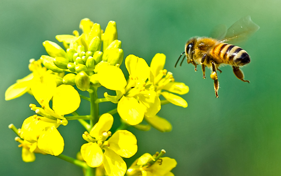 好看的油菜花，掌握好這幾個種植要素，你也能自己種出來 