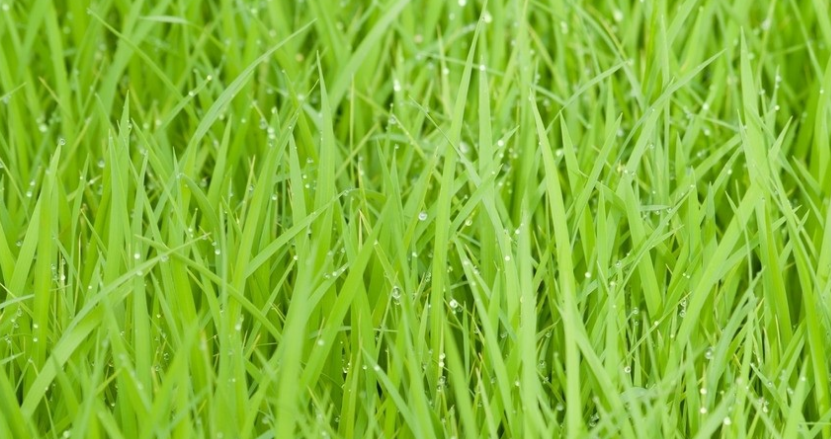 水溶肥產(chǎn)品有哪些優(yōu)勢(shì)？主要分類有哪些？