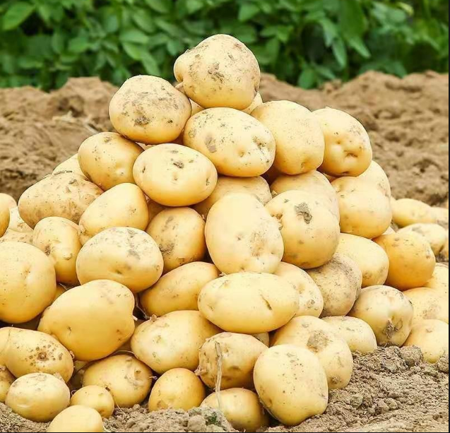 冬春土豆防霜凍技術(shù)