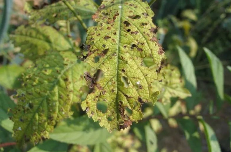 棚栽車?yán)遄硬∠x(chóng)害的防治方法