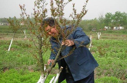 石榴樹如何修剪？