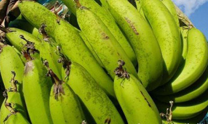 香蕉黑星病有哪些癥狀？如何防治？