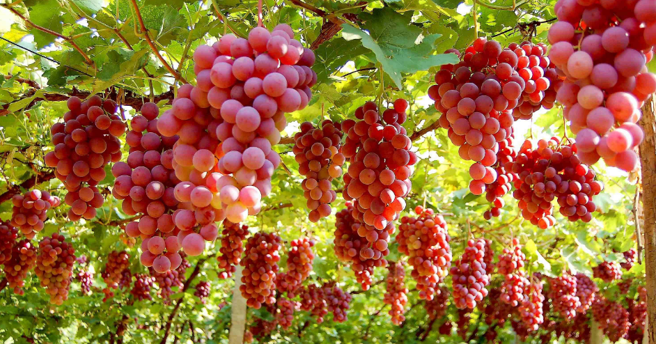 葡萄需水的幾個關(guān)鍵期，你知道嗎？