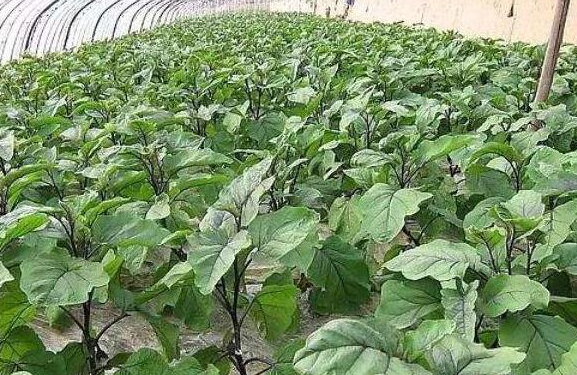 茄子施肥時(shí)間及方法 