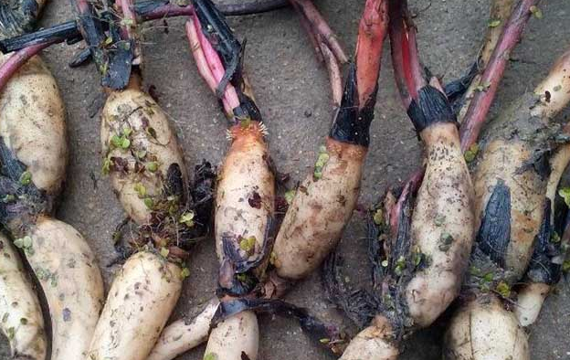 蓮藕是怎樣繁殖的？四種常用蓮藕繁殖方法 