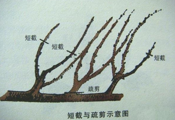 果樹(shù)常用的修剪方法有幾種？