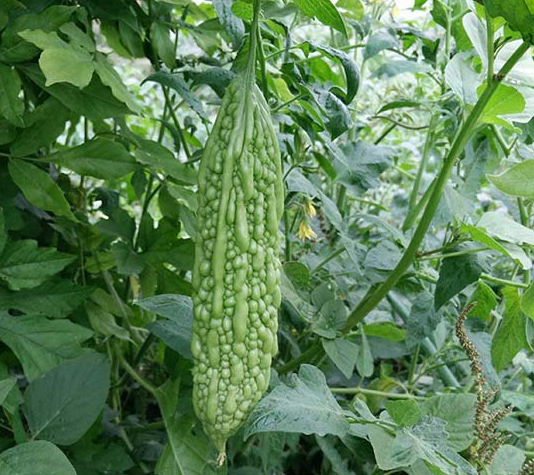 苦瓜怎么露地栽培？苦瓜露地栽培技巧