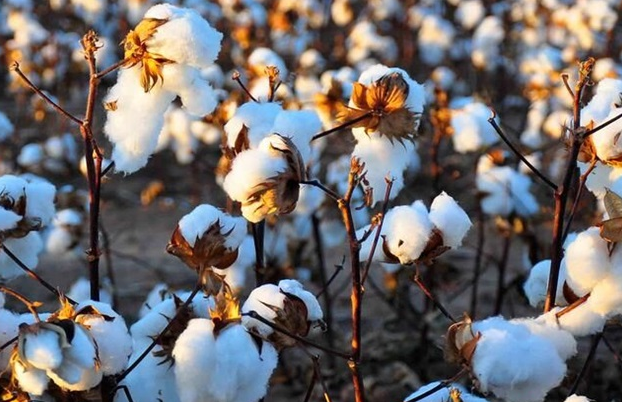 導(dǎo)致棉花產(chǎn)量低的原因 