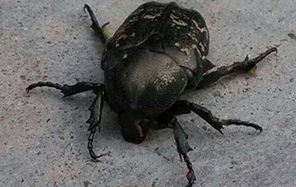 白星金龜子對葡萄有哪些危害，如何防治？