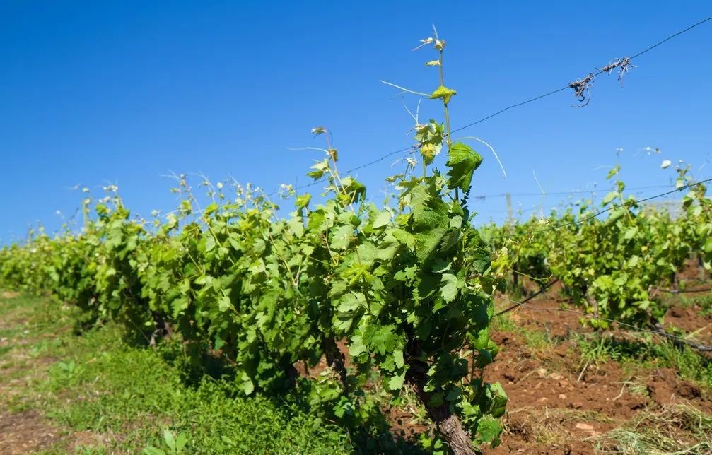 注意！陽光玫瑰早春管理要點(diǎn)來了：促早萌芽、促根養(yǎng)根、保果處理