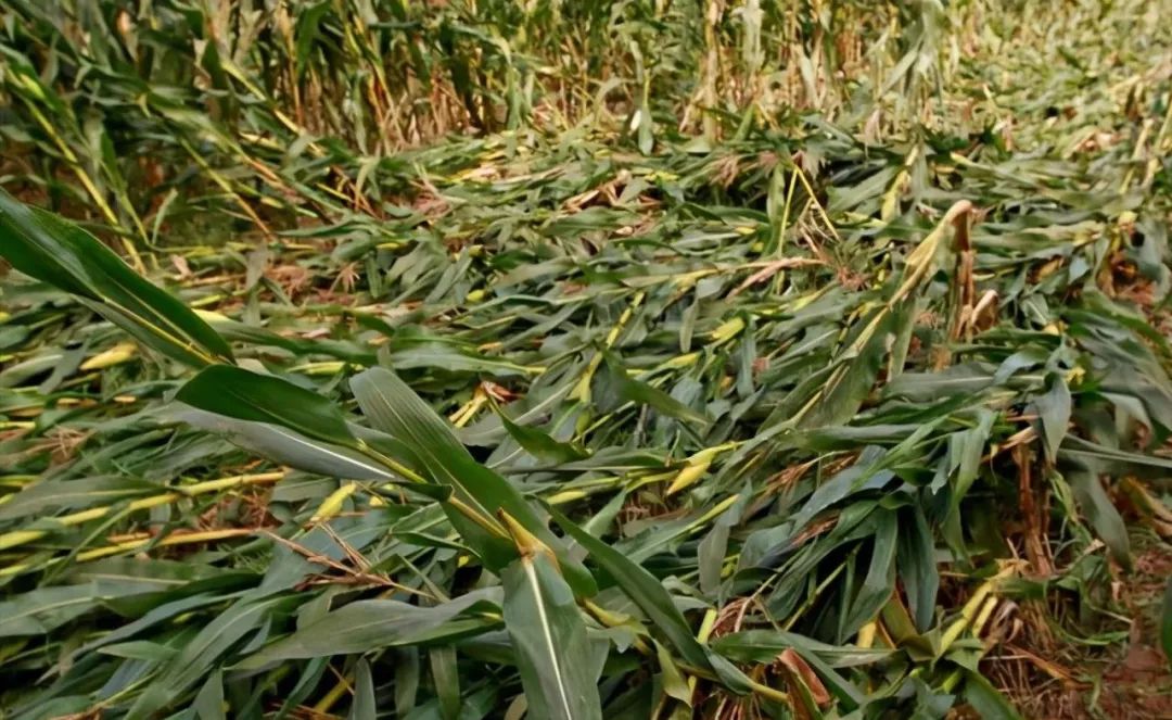 植物生長調(diào)節(jié)劑怎樣配，效果才能翻倍？23種配方要掌握！