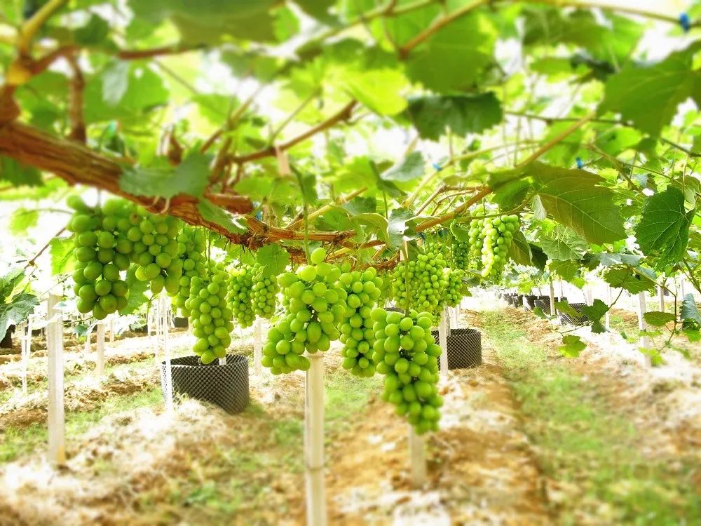 花果期三大技術(shù)要點(diǎn)，教你花少錢種出高品質(zhì)陽光玫瑰！