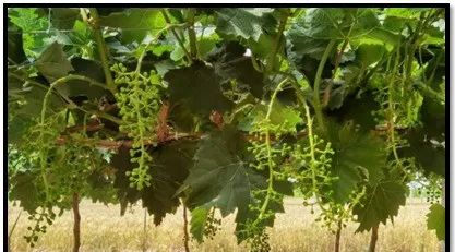 葡萄春季最佳追肥方案，種出大果粒果穗，全靠它了！